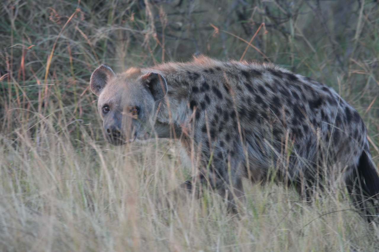 [21899] 2016_06_29_11_51_15_Africa_Canon_EOS_40D_IMG__03579.jpg