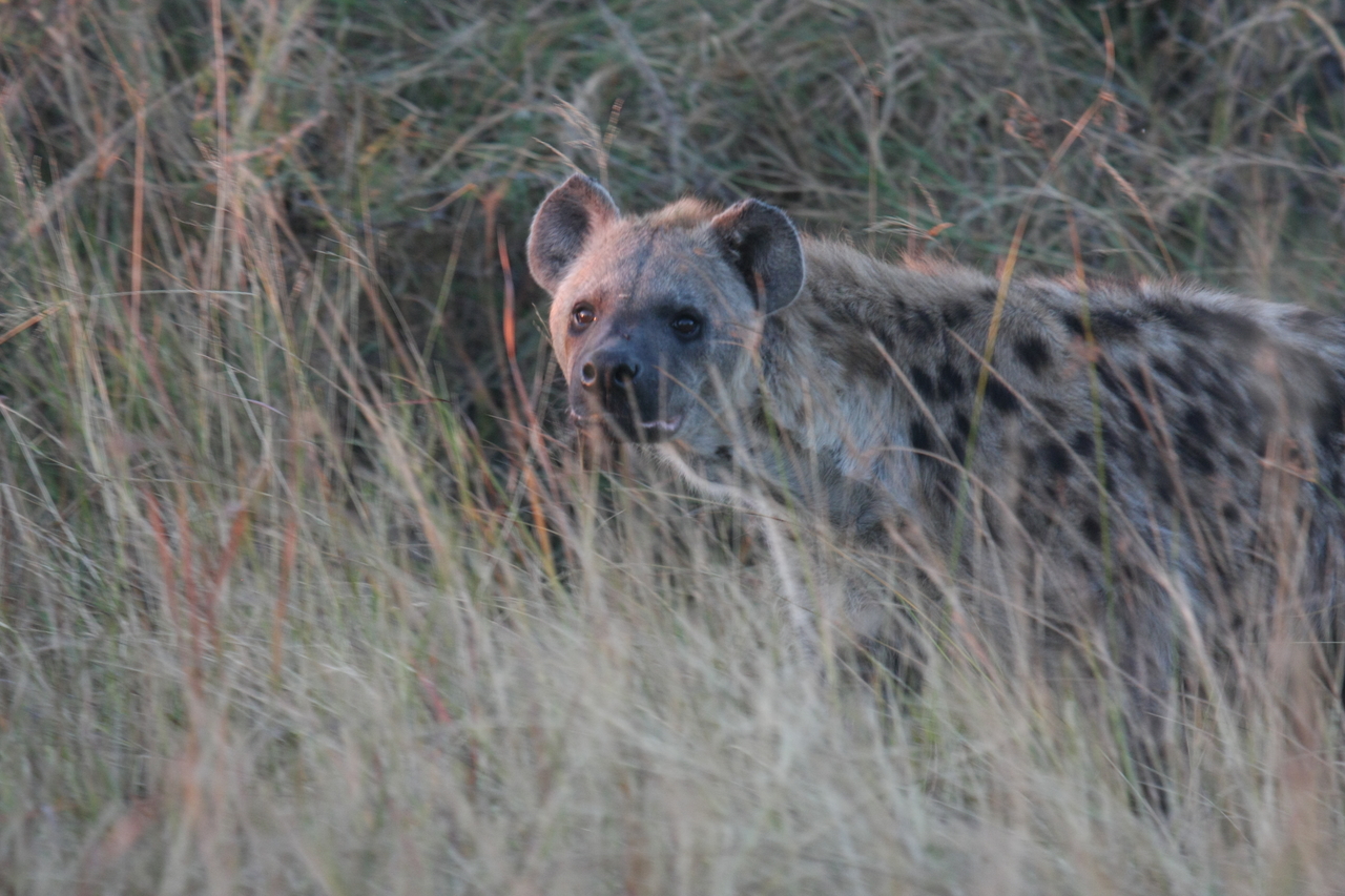 [21903] 2016_06_29_11_51_16_Africa_Canon_EOS_40D_IMG__00339.jpg