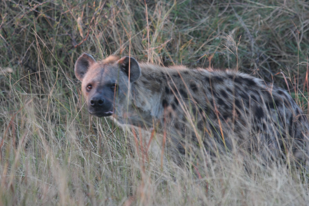 [21908] 2016_06_29_11_51_16_Africa_Canon_EOS_40D_IMG__03583.jpg