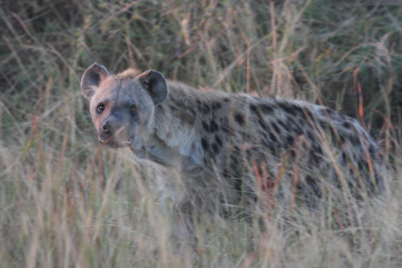 [21914] 2016_06_29_11_51_17_Africa_Canon_EOS_40D_IMG__11031.jpg