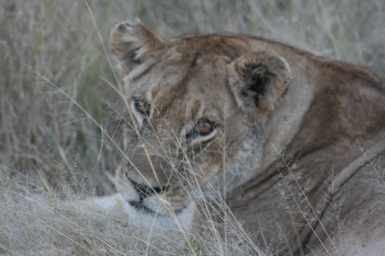 [21917] 2016_06_29_11_56_56_Africa_Canon_EOS_40D_IMG__00343.jpg