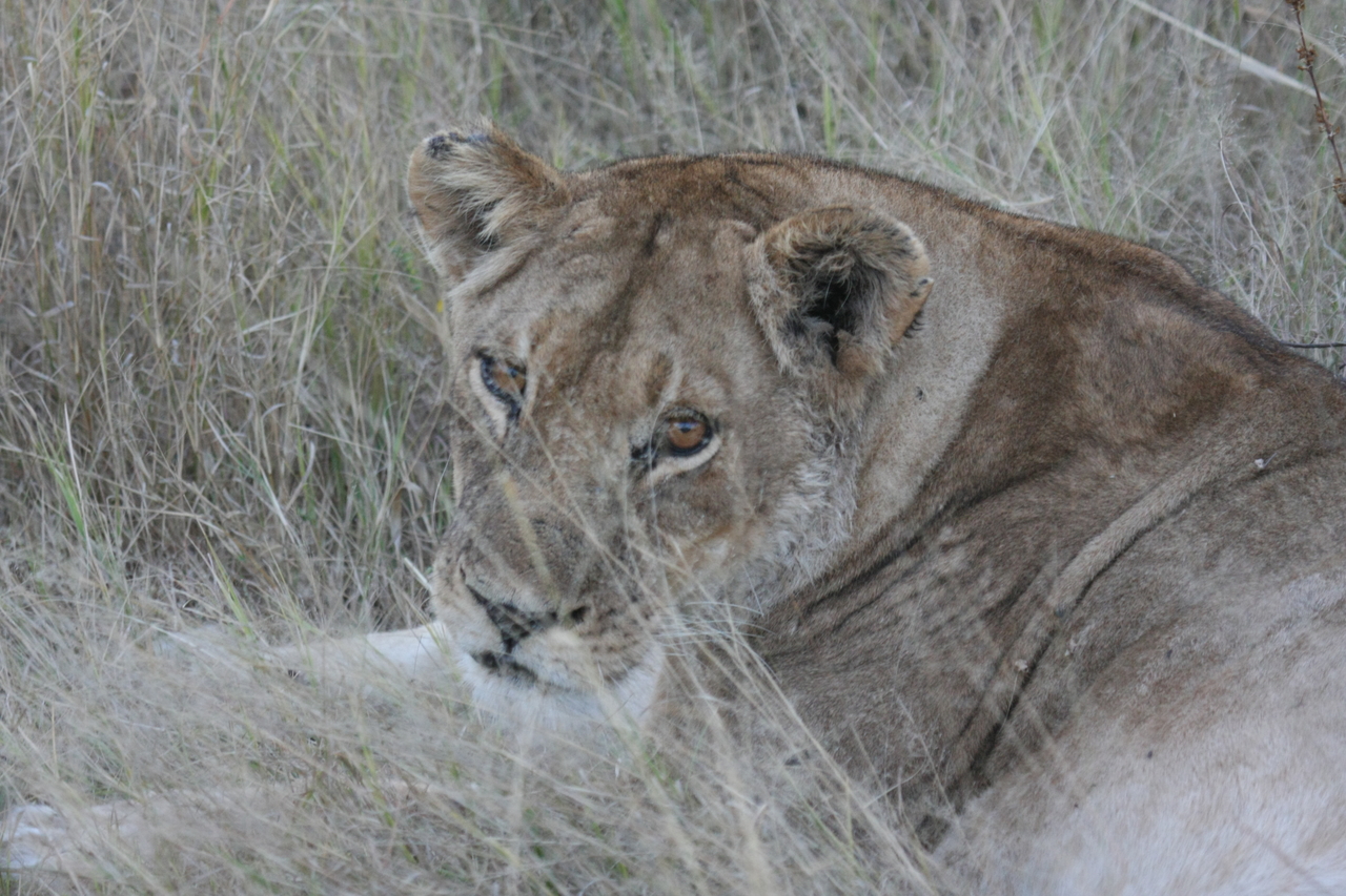 [21920] 2016_06_29_11_57_05_Africa_Canon_EOS_40D_IMG__00344.jpg