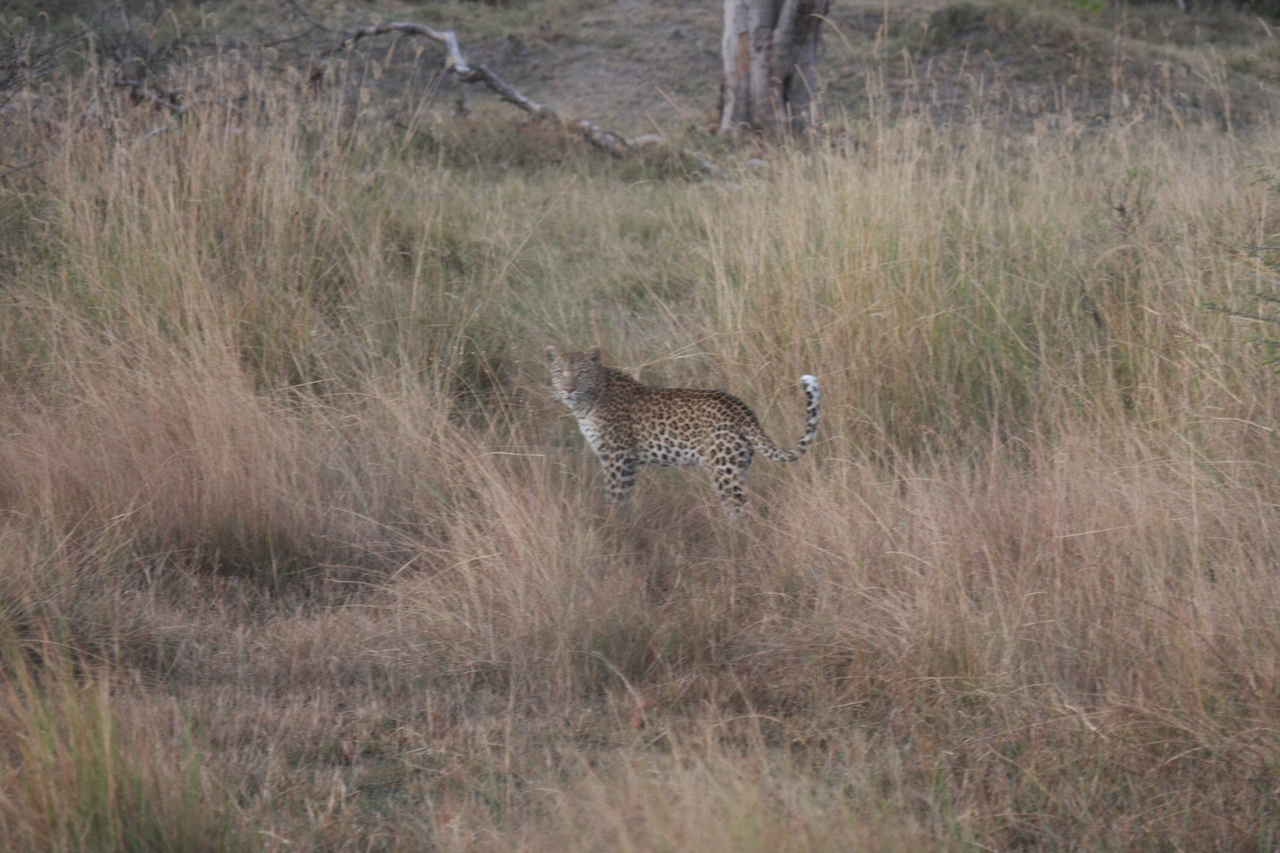 [21930] 2016_06_29_12_08_41_Africa_Canon_EOS_40D_IMG__03590.jpg