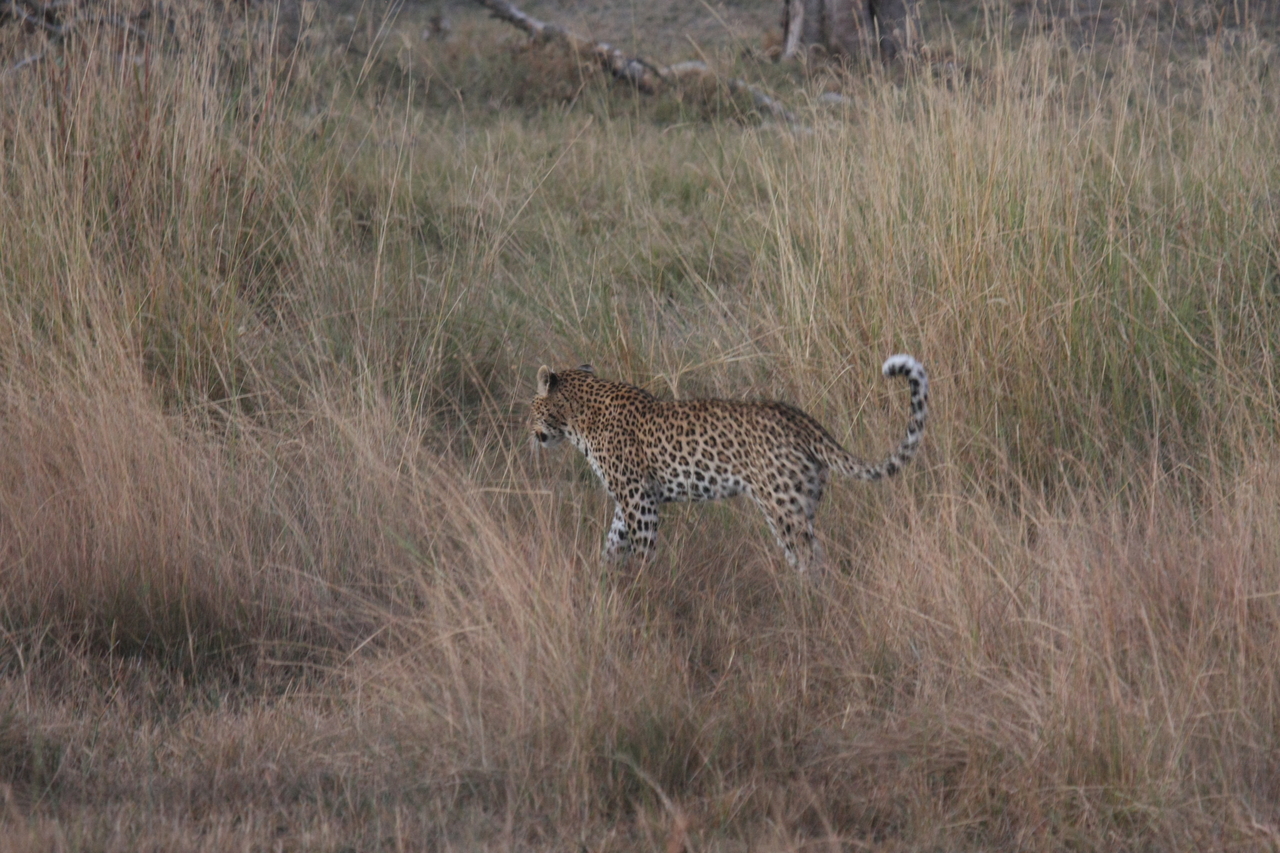 [21935] 2016_06_29_12_08_44_Africa_Canon_EOS_40D_IMG__00350.jpg