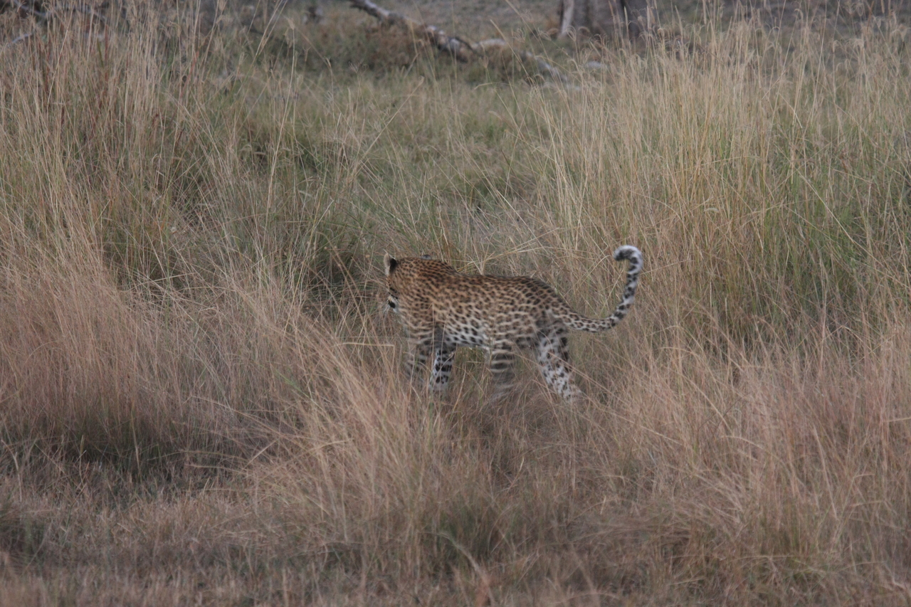 [21939] 2016_06_29_12_08_44_Africa_Canon_EOS_40D_IMG__03593.jpg