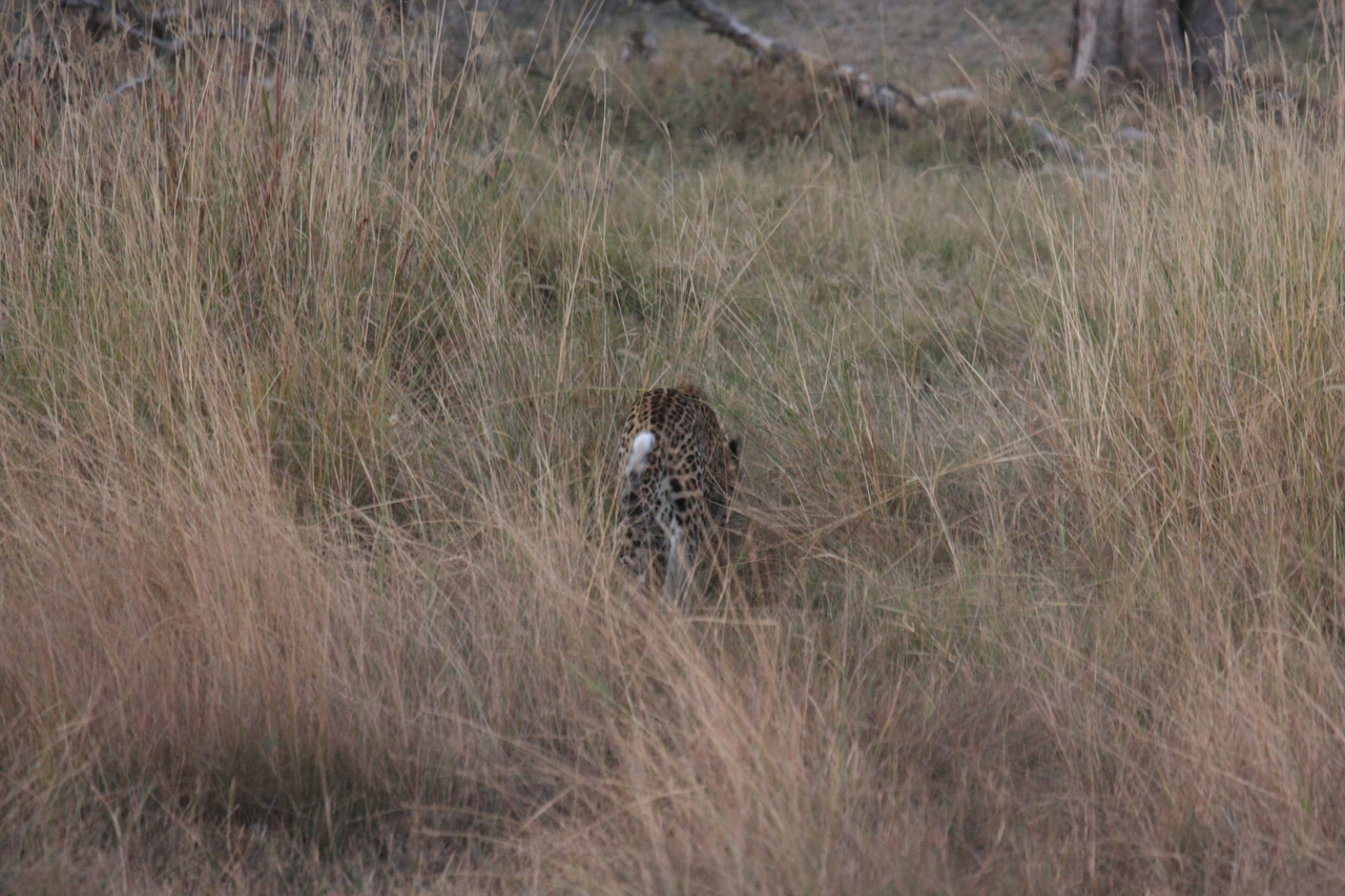 [21958] 2016_06_29_12_08_48_Africa_Canon_EOS_40D_IMG__03599.jpg