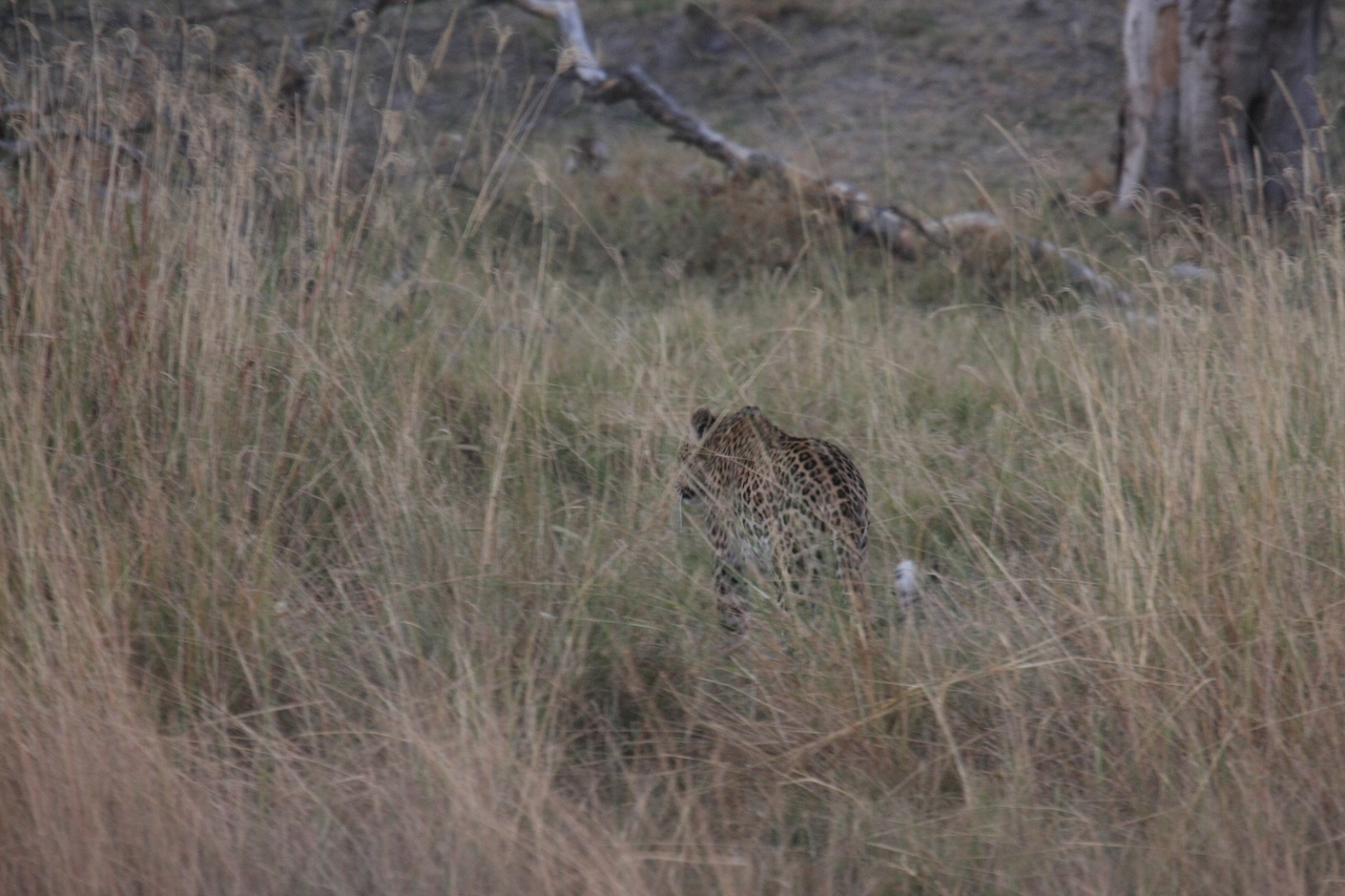 [21966] 2016_06_29_12_08_53_Africa_Canon_EOS_40D_IMG__03603.jpg