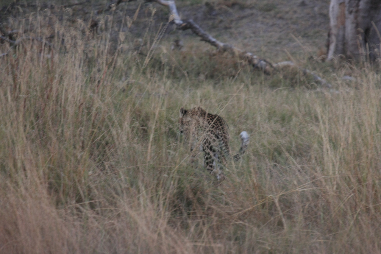 [21972] 2016_06_29_12_08_54_Africa_Canon_EOS_40D_IMG__00364.jpg