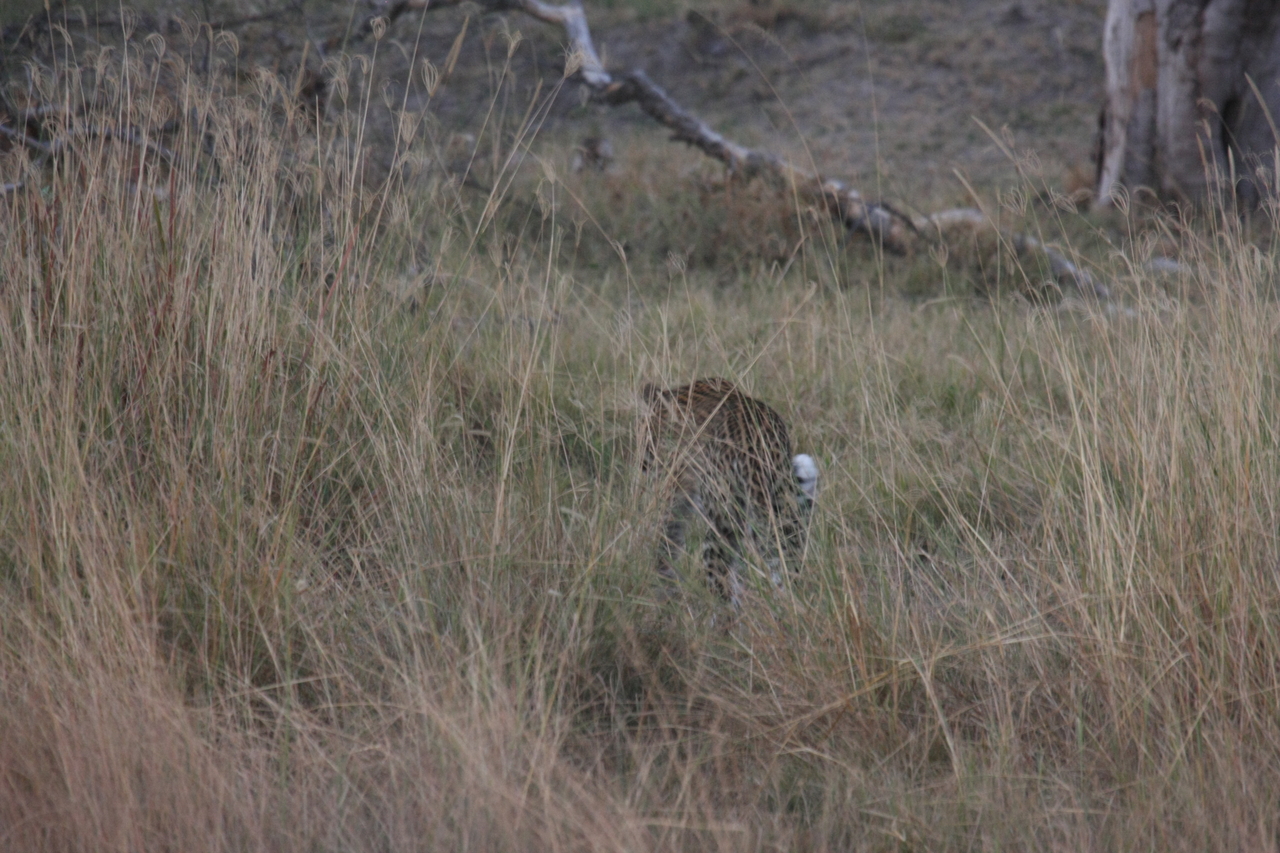 [21975] 2016_06_29_12_08_54_Africa_Canon_EOS_40D_IMG__11052.jpg