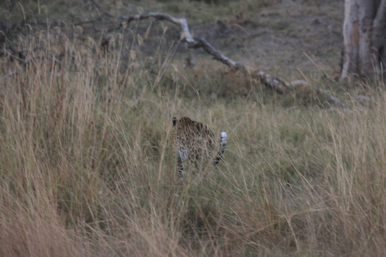 [21977] 2016_06_29_12_08_55_Africa_Canon_EOS_40D_IMG__00365.jpg