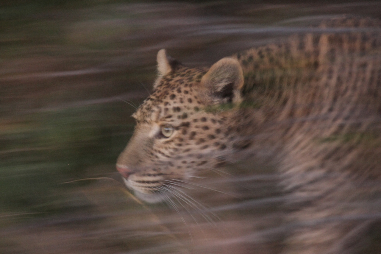 [21986] 2016_06_29_12_11_41_Africa_Canon_EOS_40D_IMG__00368.jpg