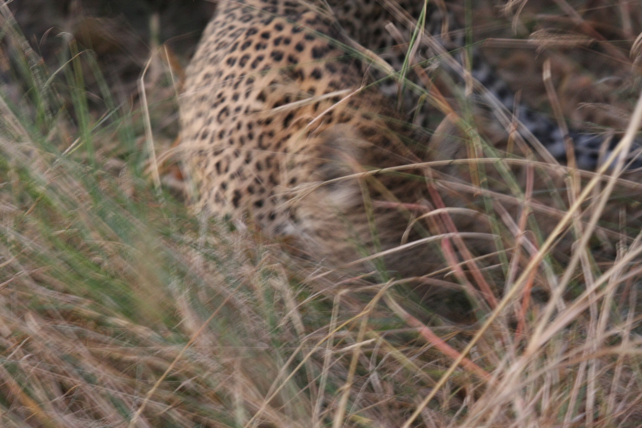 [21994] 2016_06_29_12_11_52_Africa_Canon_EOS_40D_IMG__03613.jpg