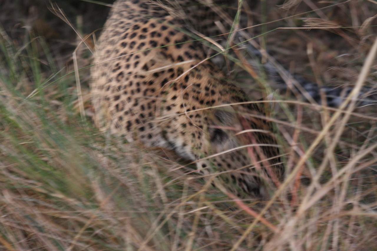 [21997] 2016_06_29_12_11_52_Africa_Canon_EOS_40D_IMG__11061.jpg