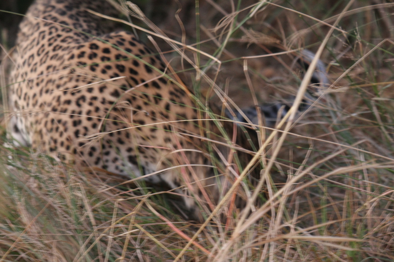 [21998] 2016_06_29_12_11_54_Africa_Canon_EOS_40D_IMG__00373.jpg