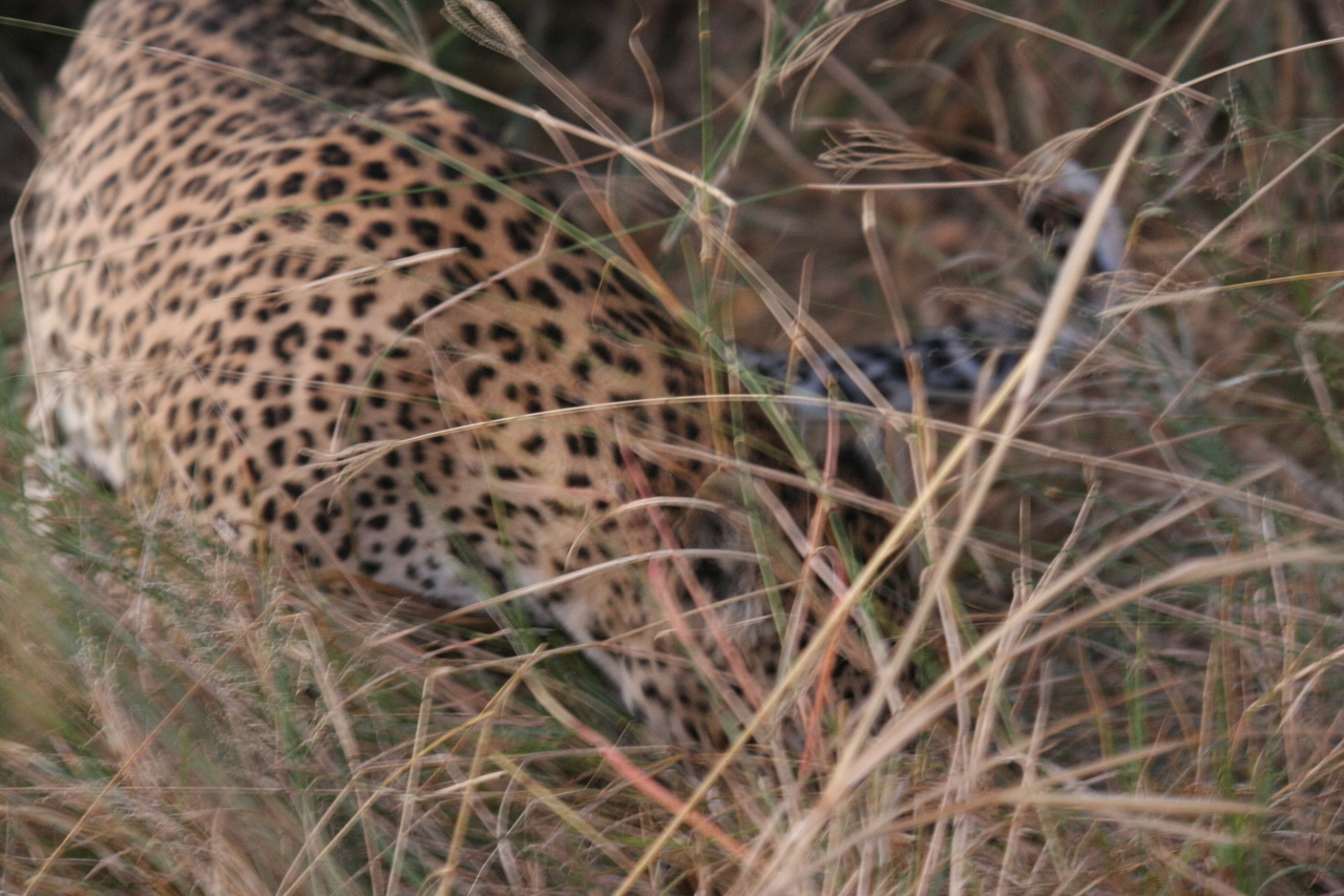 [22002] 2016_06_29_12_11_55_Africa_Canon_EOS_40D_IMG__03616.jpg