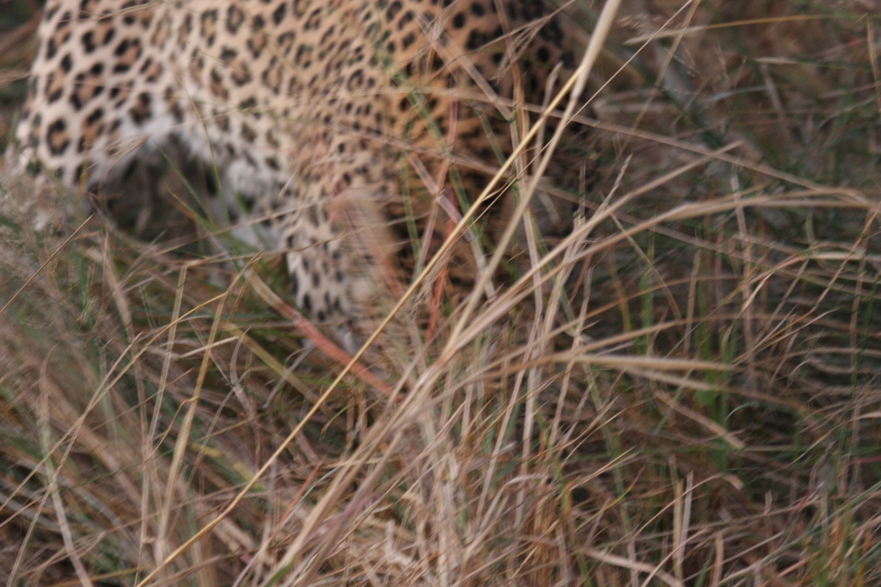 [22010] 2016_06_29_12_12_03_Africa_Canon_EOS_40D_IMG__00377.jpg