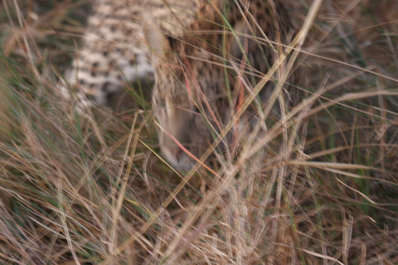 [22016] 2016_06_29_12_12_06_Africa_Canon_EOS_40D_IMG__00379.jpg