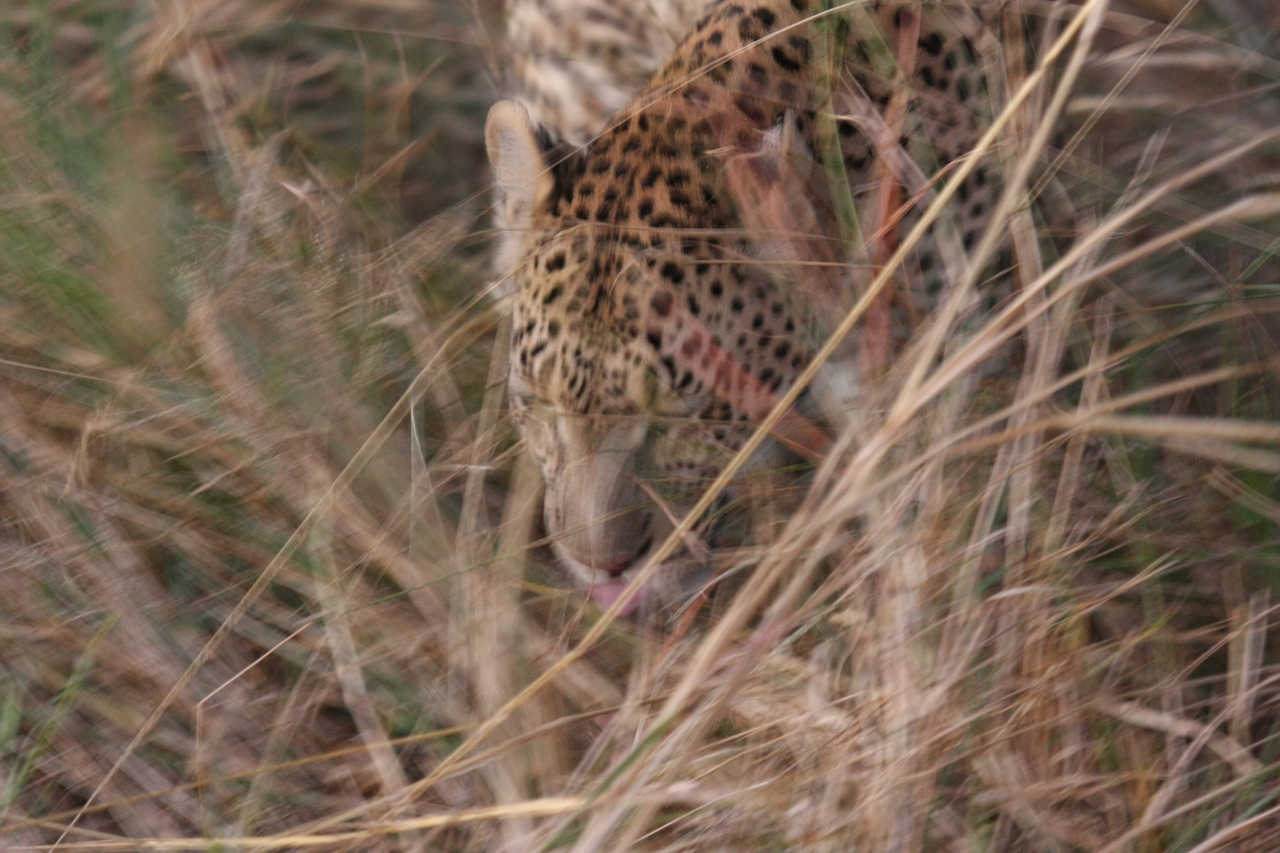 [22024] 2016_06_29_12_12_06_Africa_Canon_EOS_40D_IMG__11071.jpg