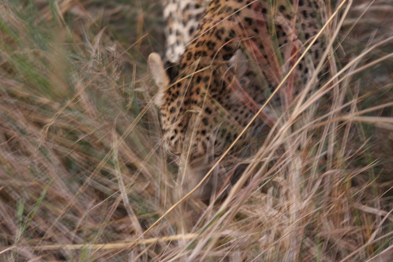 [22027] 2016_06_29_12_12_07_Africa_Canon_EOS_40D_IMG__03625.jpg