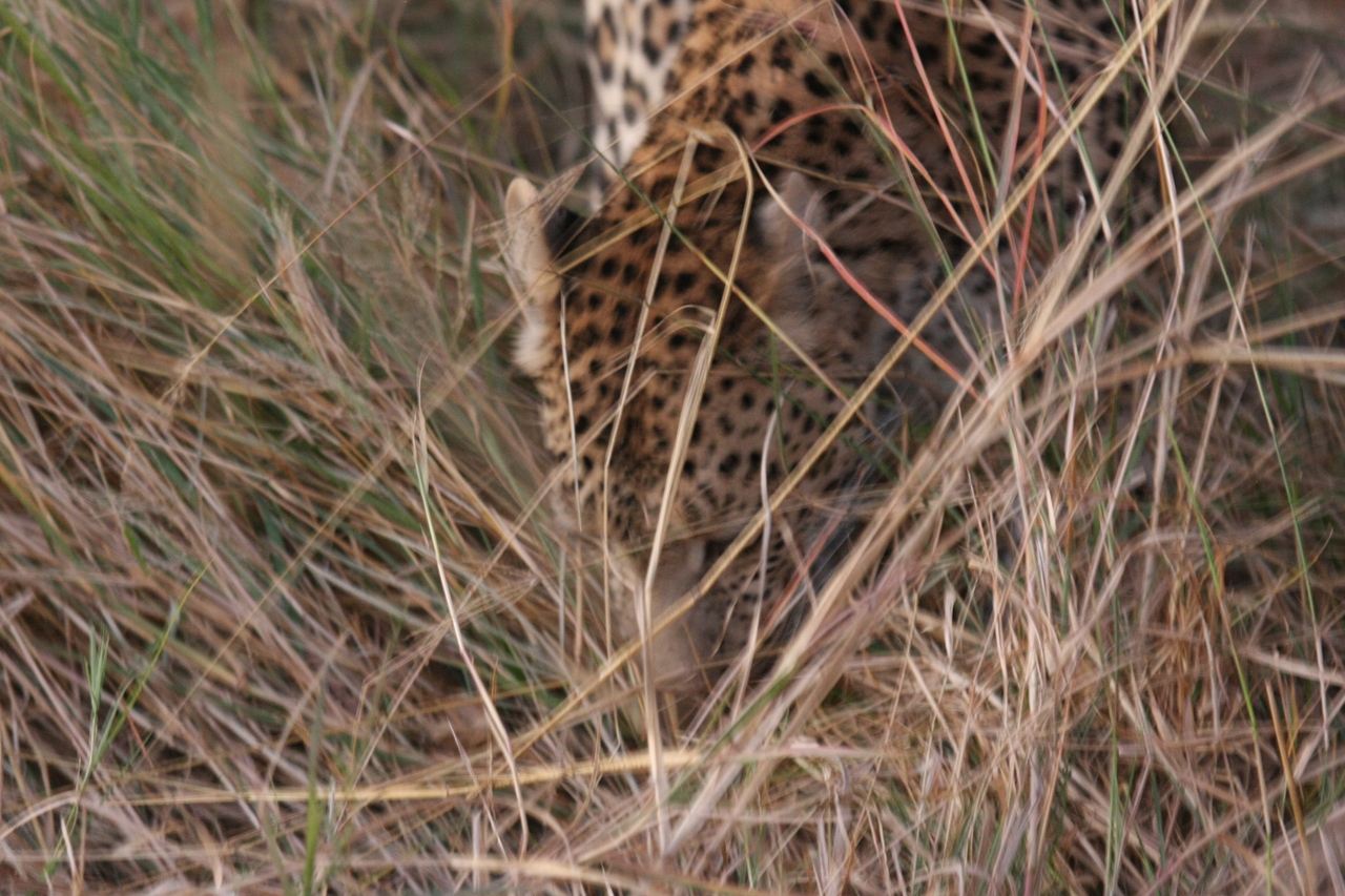 [22030] 2016_06_29_12_12_07_Africa_Canon_EOS_40D_IMG__11073.jpg