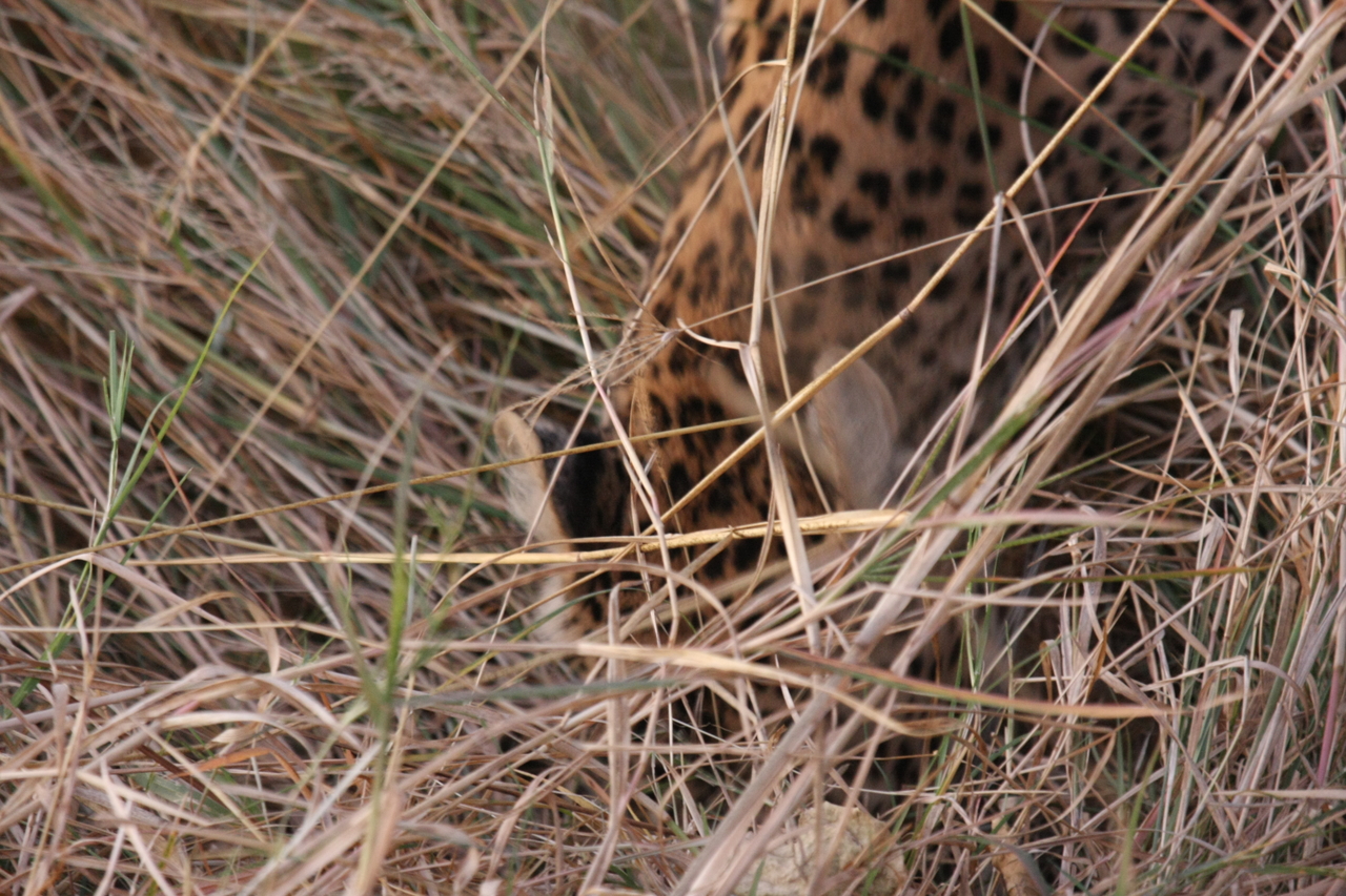 [22035] 2016_06_29_12_12_17_Africa_Canon_EOS_40D_IMG__03628.jpg