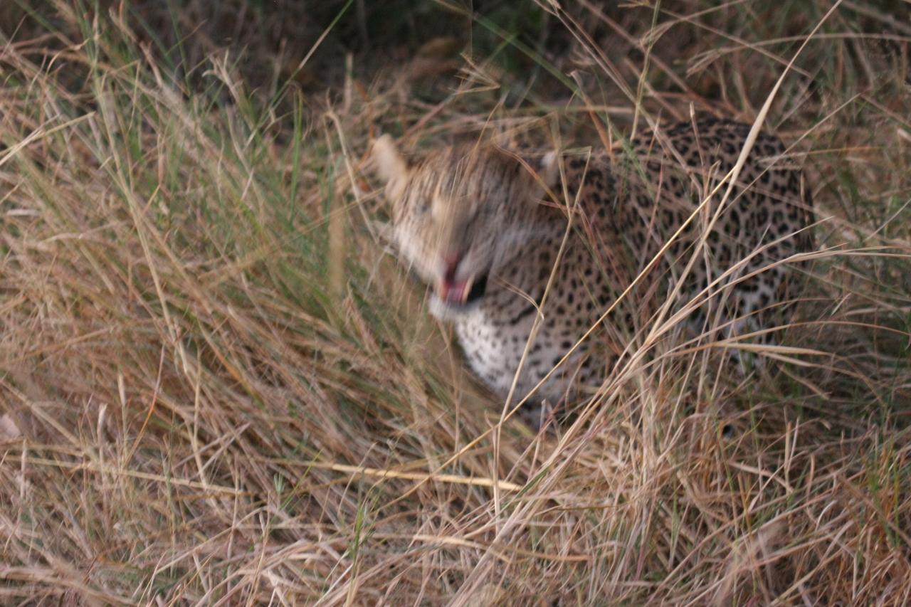 [22041] 2016_06_29_12_12_28_Africa_Canon_EOS_40D_IMG__00389.jpg