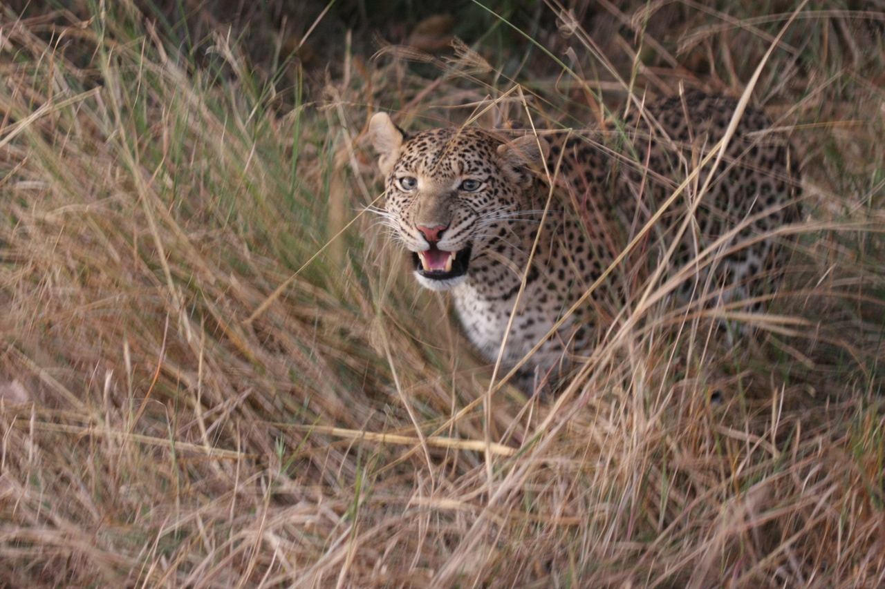 [22043] 2016_06_29_12_12_28_Africa_Canon_EOS_40D_IMG__03630.jpg
