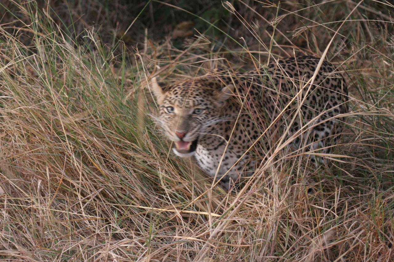 [22048] 2016_06_29_12_12_28_Africa_Canon_EOS_40D_IMG__11079.jpg