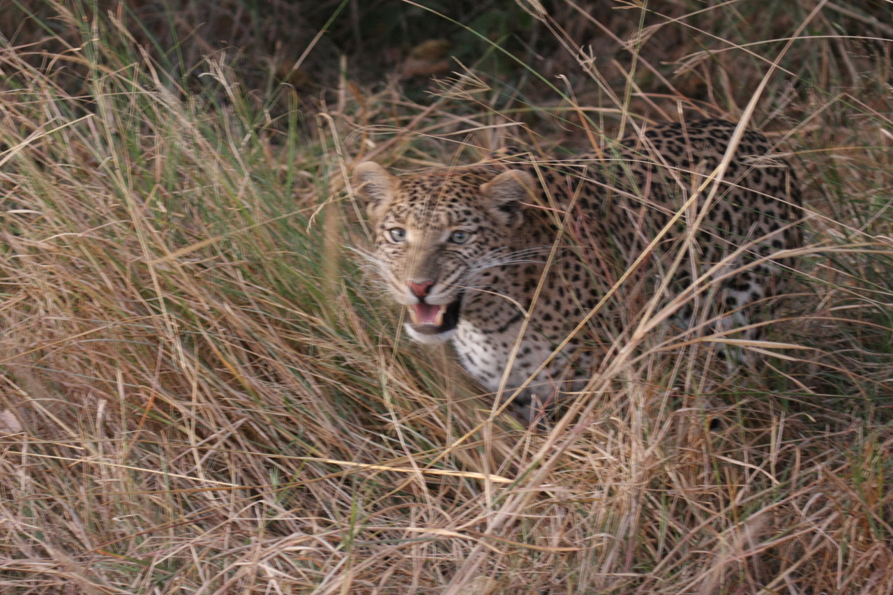 [22052] 2016_06_29_12_12_29_Africa_Canon_EOS_40D_IMG__03635.jpg