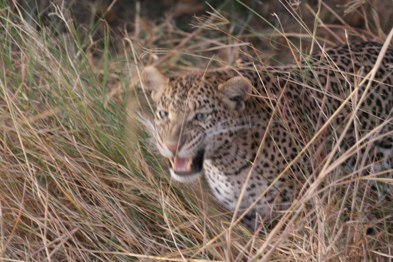 [22057] 2016_06_29_12_12_31_Africa_Canon_EOS_40D_IMG__00396.jpg