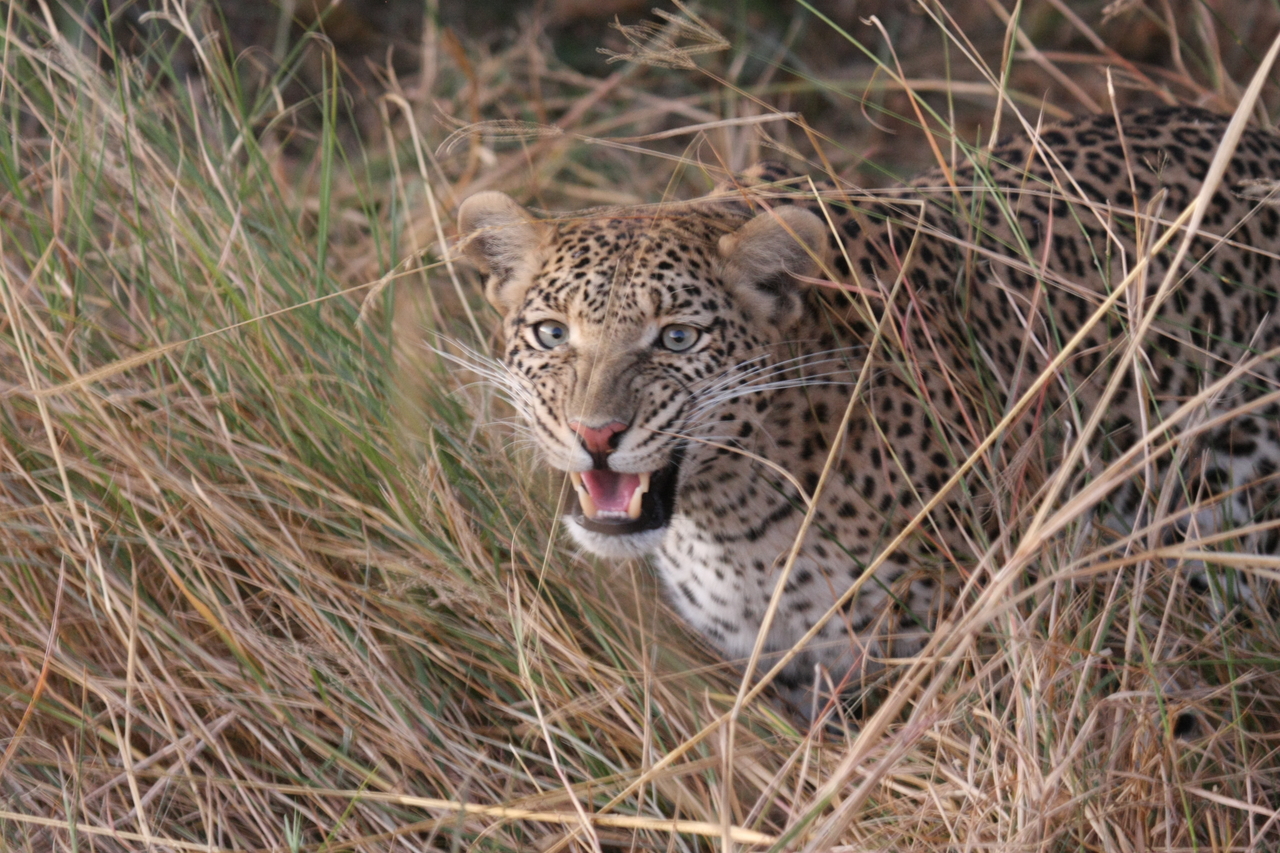 [22061] 2016_06_29_12_12_31_Africa_Canon_EOS_40D_IMG__11083.jpg