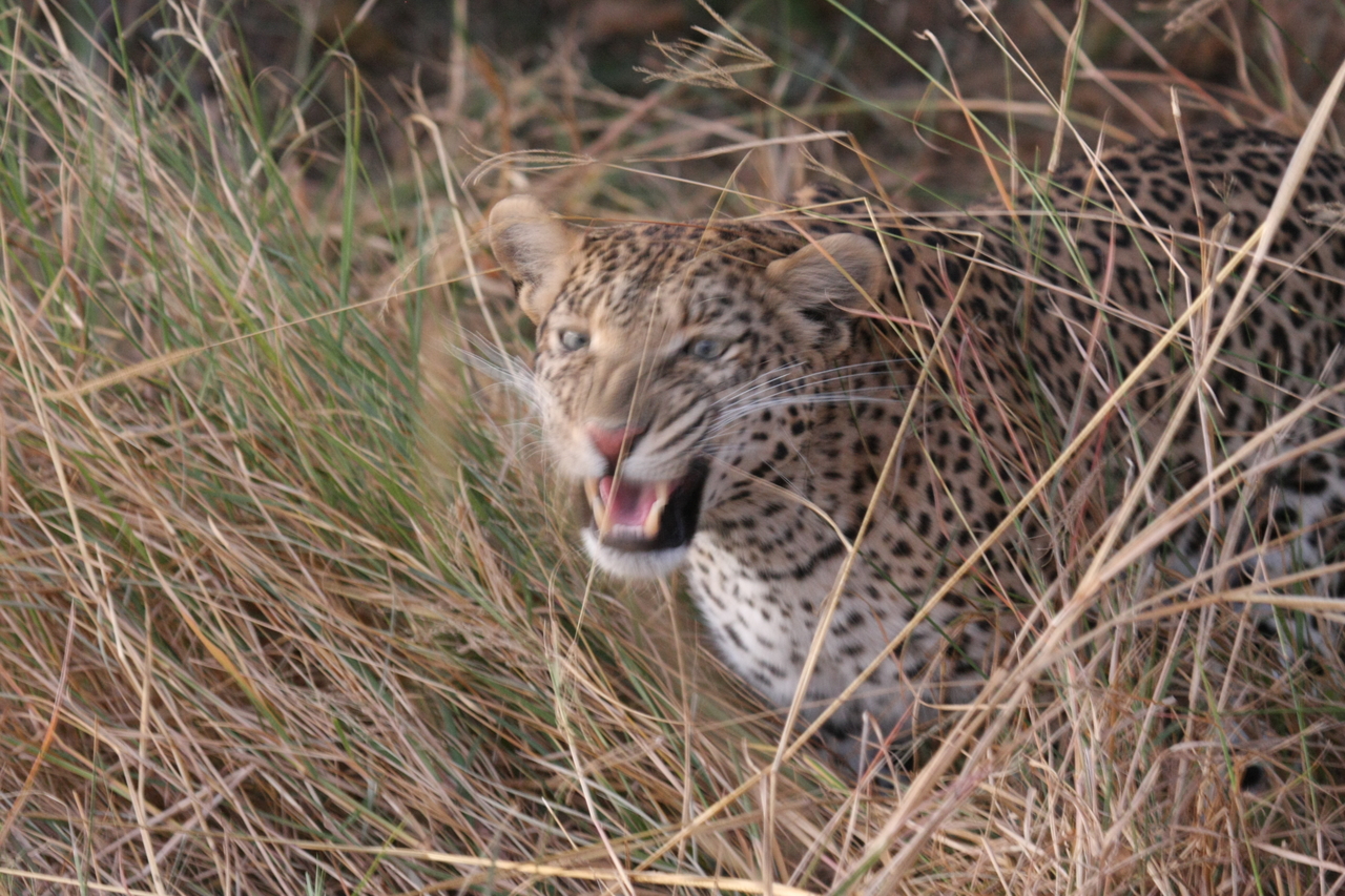 [22062] 2016_06_29_12_12_31_Africa_Canon_EOS_40D_IMG__11084.jpg