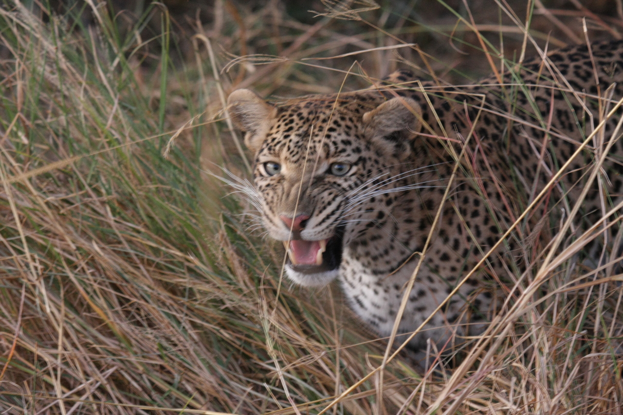 [22064] 2016_06_29_12_12_33_Africa_Canon_EOS_40D_IMG__00397.jpg