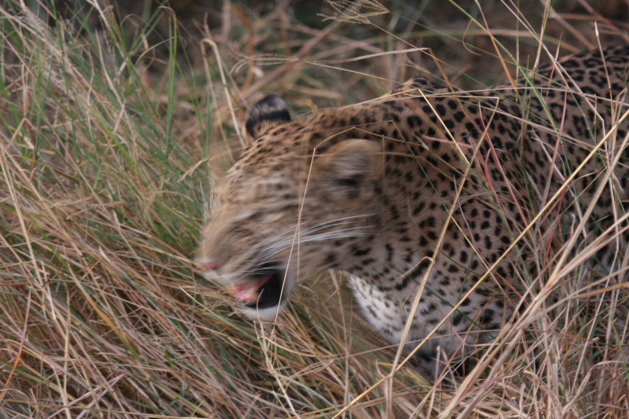 [22071] 2016_06_29_12_12_34_Africa_Canon_EOS_40D_IMG__03641.jpg