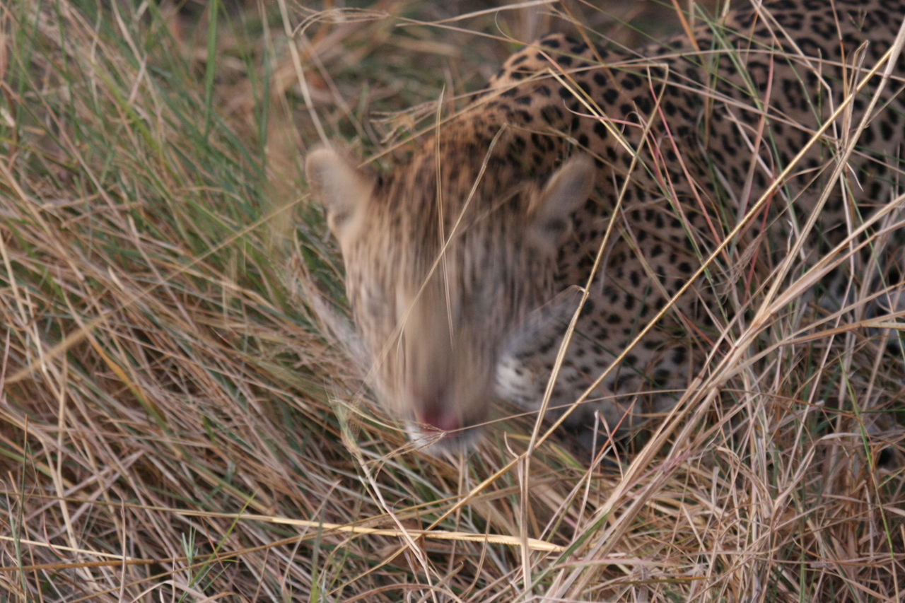 [22086] 2016_06_29_12_12_38_Africa_Canon_EOS_40D_IMG__03647.jpg