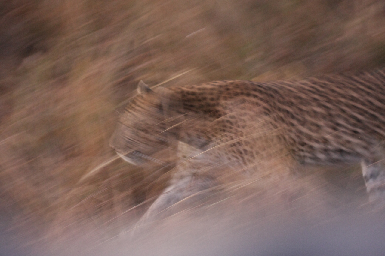 [22095] 2016_06_29_12_13_13_Africa_Canon_EOS_40D_IMG__00409.jpg