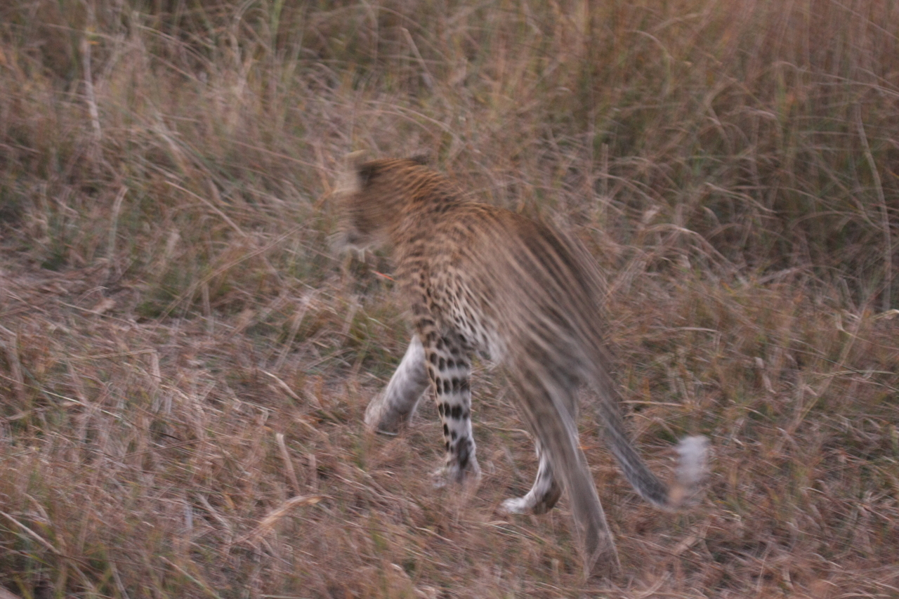 [22101] 2016_06_29_12_13_22_Africa_Canon_EOS_40D_IMG__03652.jpg