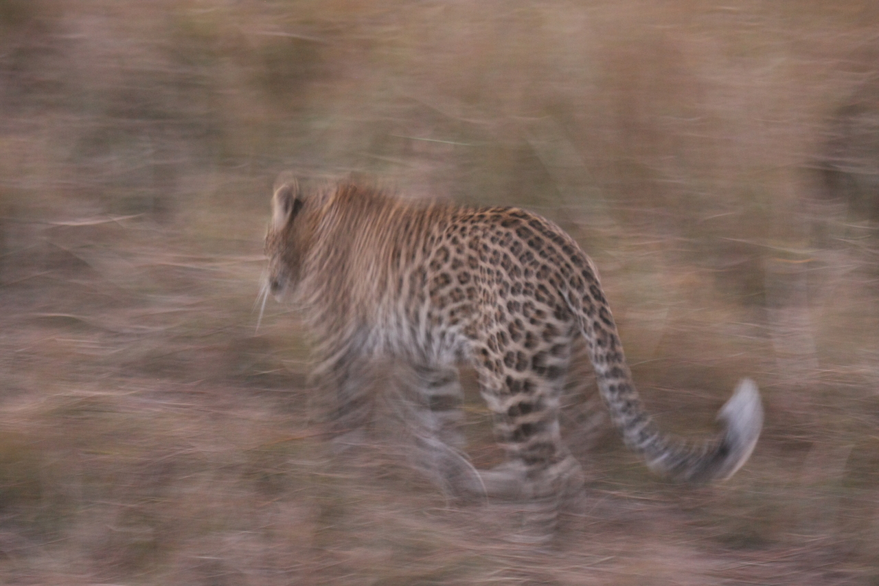 [22108] 2016_06_29_12_13_24_Africa_Canon_EOS_40D_IMG__11101.jpg