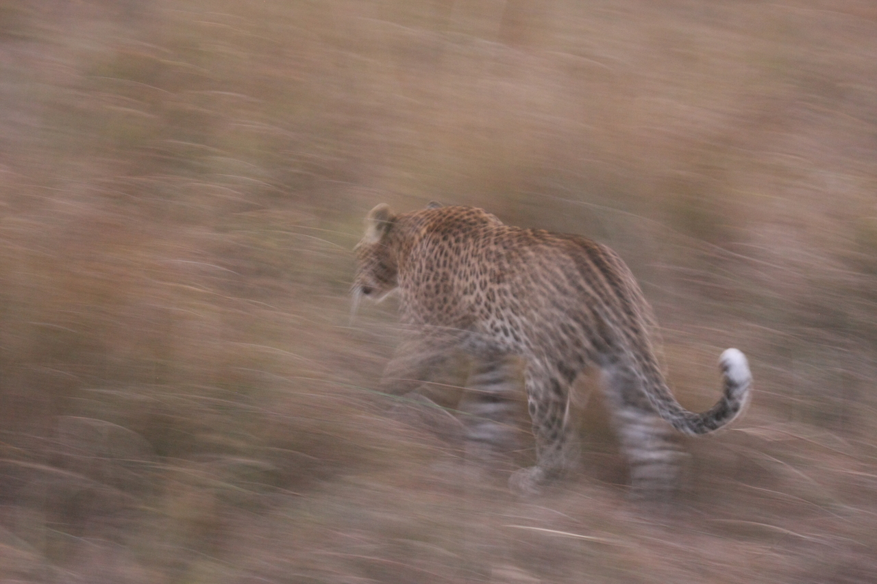 [22112] 2016_06_29_12_13_27_Africa_Canon_EOS_40D_IMG__00415.jpg