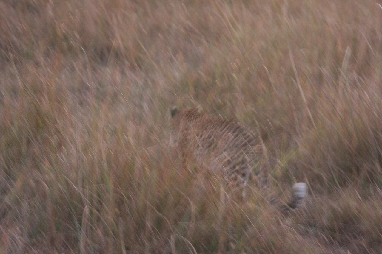 [22117] 2016_06_29_12_13_29_Africa_Canon_EOS_40D_IMG__11105.jpg