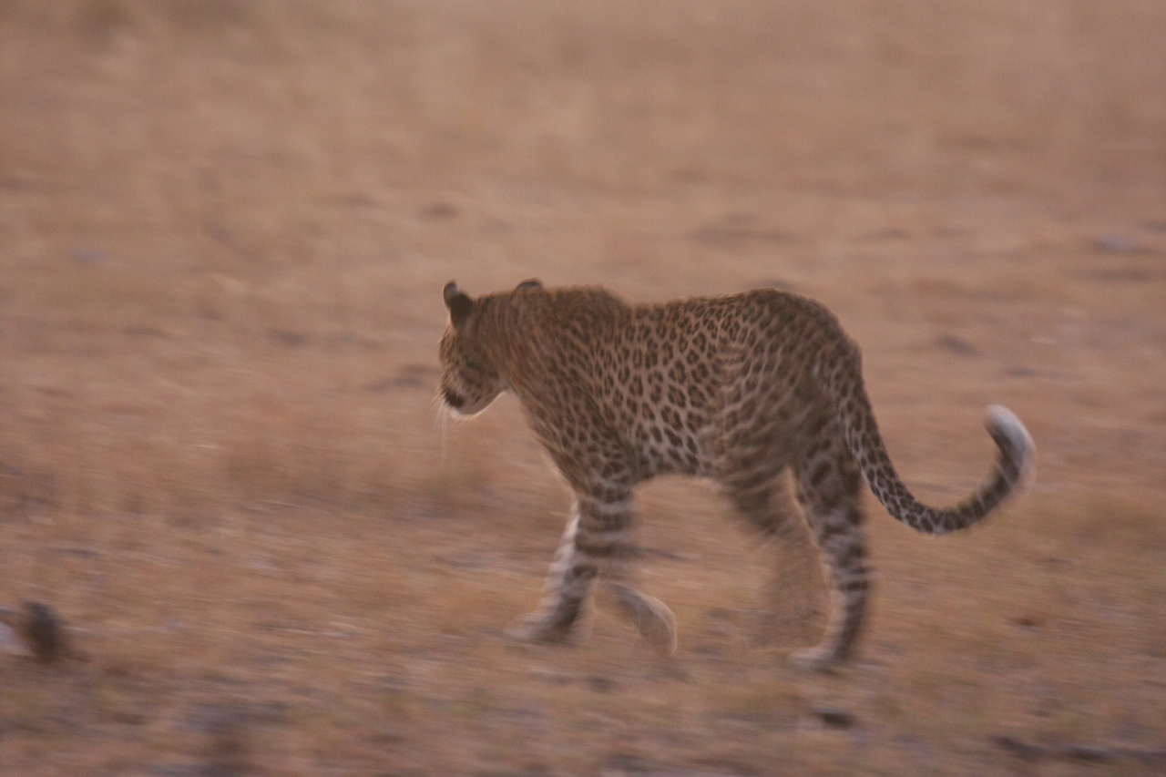 [22124] 2016_06_29_12_14_47_Africa_Canon_EOS_40D_IMG__00419.jpg