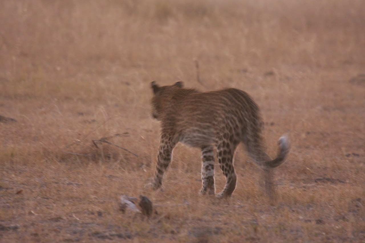 [22127] 2016_06_29_12_14_48_Africa_Canon_EOS_40D_IMG__00420.jpg