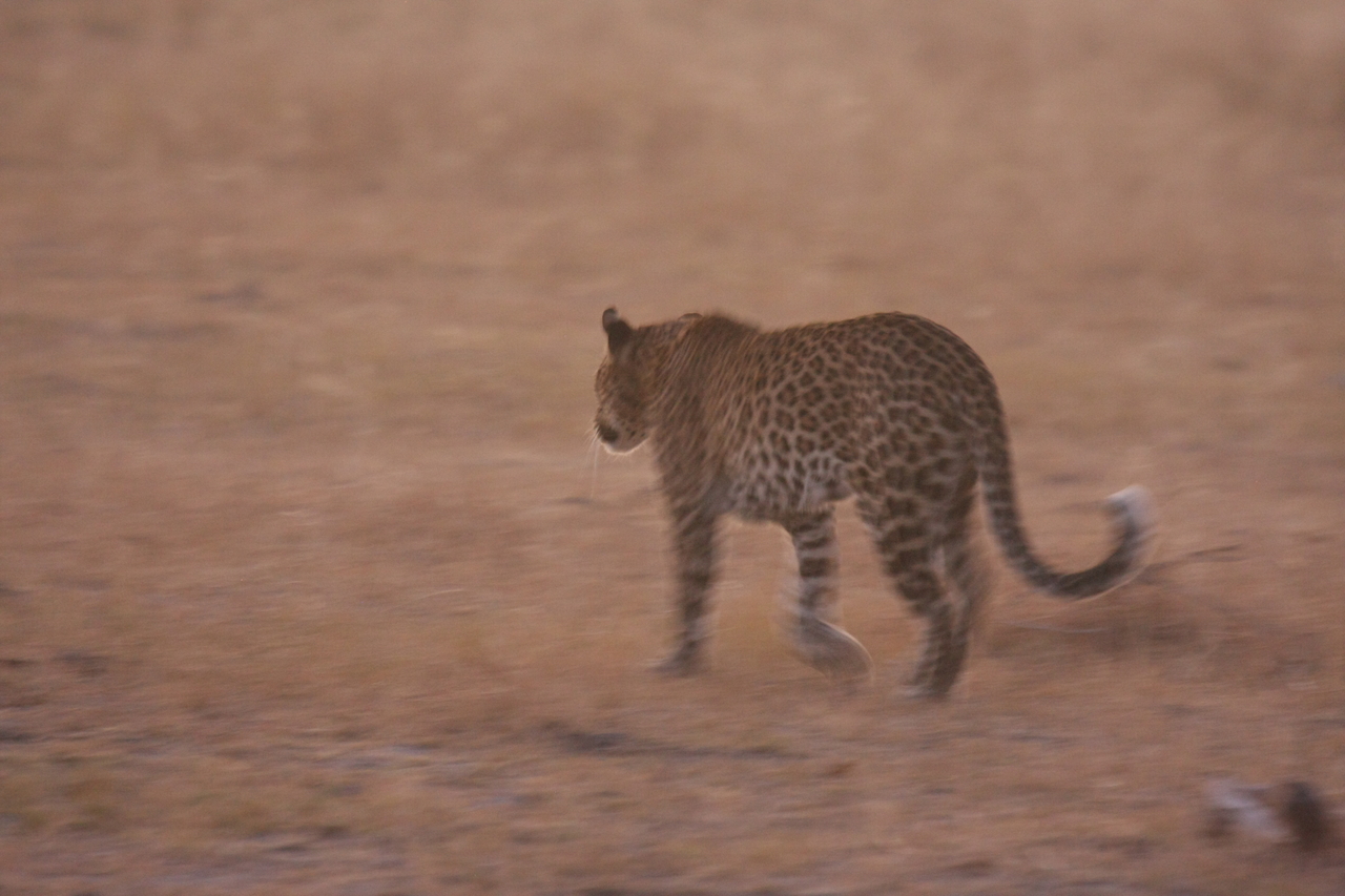 [22131] 2016_06_29_12_14_51_Africa_Canon_EOS_40D_IMG__03663.jpg