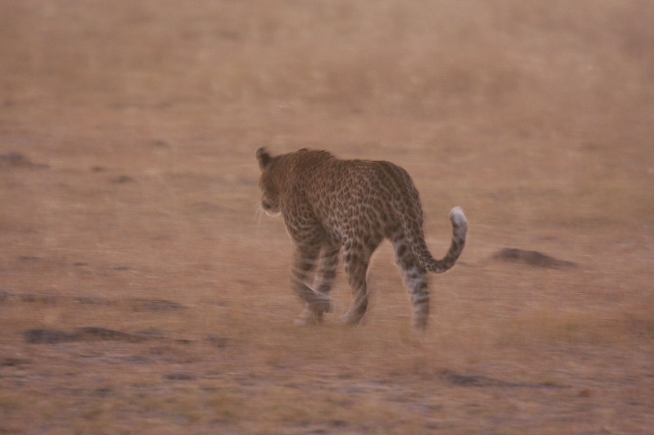 [22133] 2016_06_29_12_14_52_Africa_Canon_EOS_40D_IMG__00422.jpg