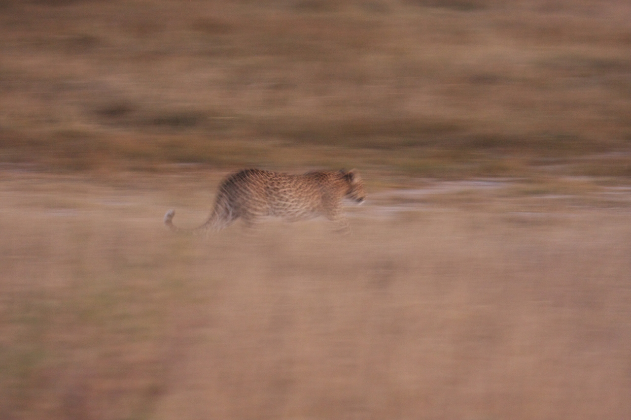 [22141] 2016_06_29_12_16_24_Africa_Canon_EOS_40D_IMG__11114.jpg