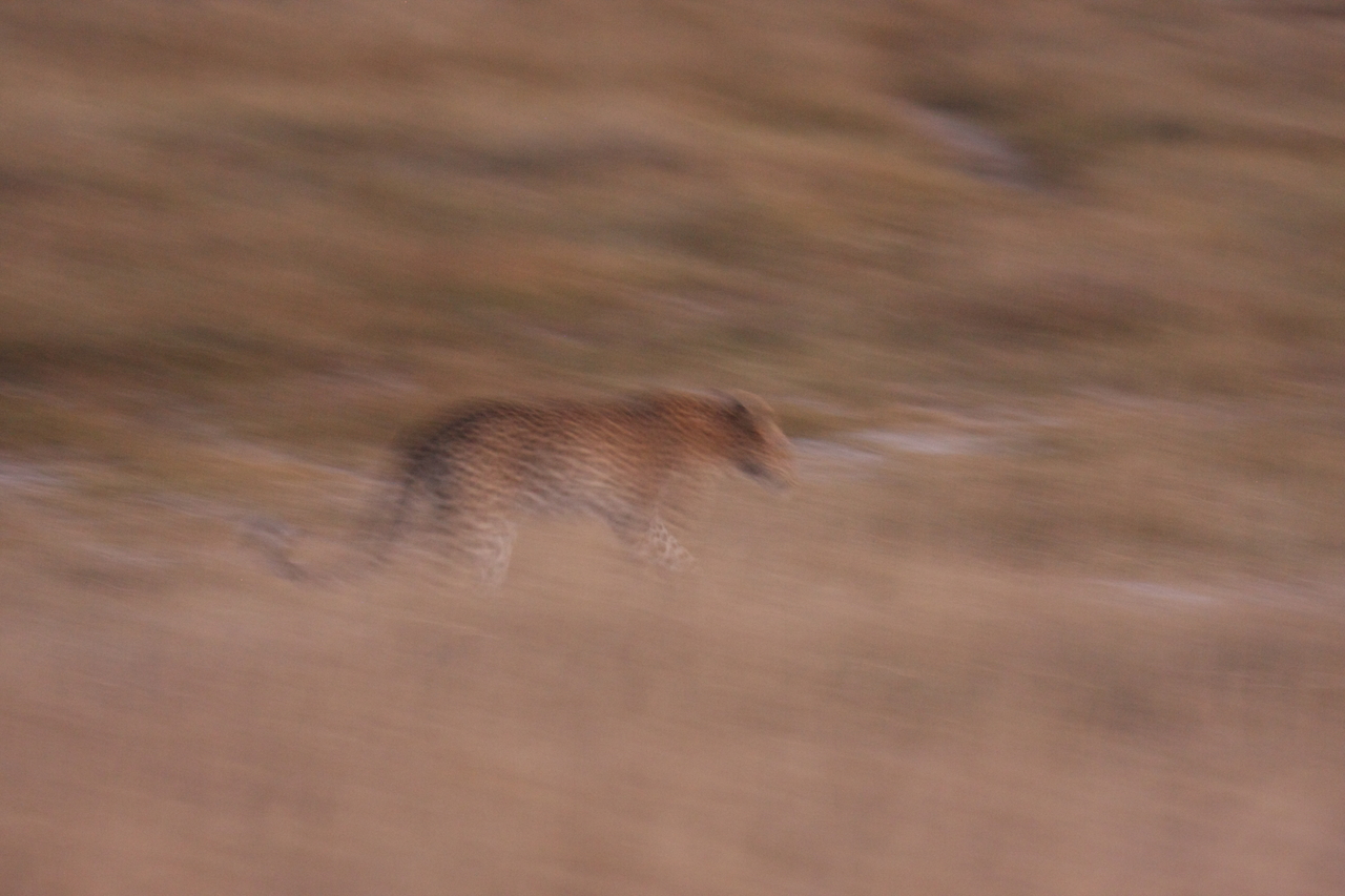 [22142] 2016_06_29_12_16_27_Africa_Canon_EOS_40D_IMG__00426.jpg