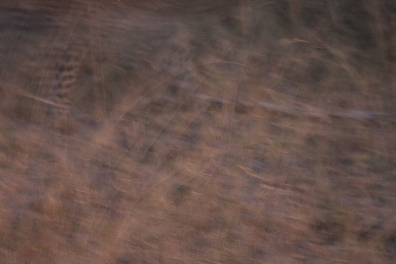 [22147] 2016_06_29_12_20_36_Africa_Canon_EOS_40D_IMG__11116.jpg