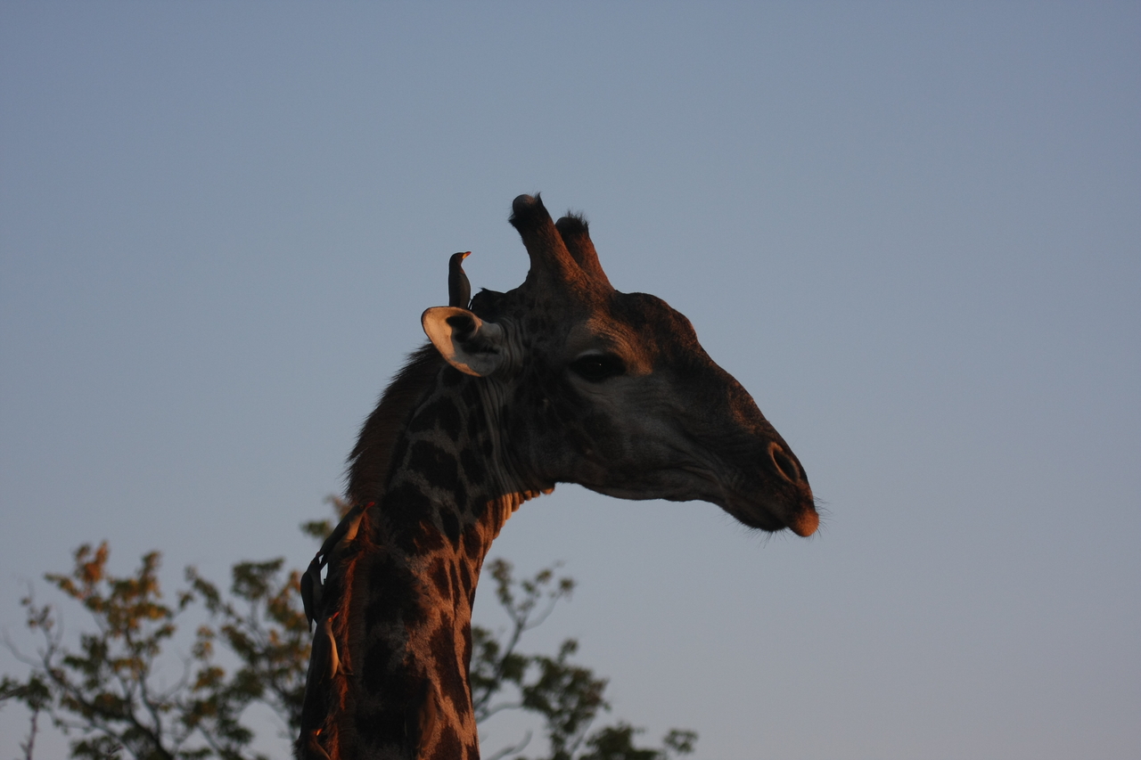 [22427] 2016_06_30_01_20_37_Africa_Canon_EOS_40D_IMG__00224.jpg