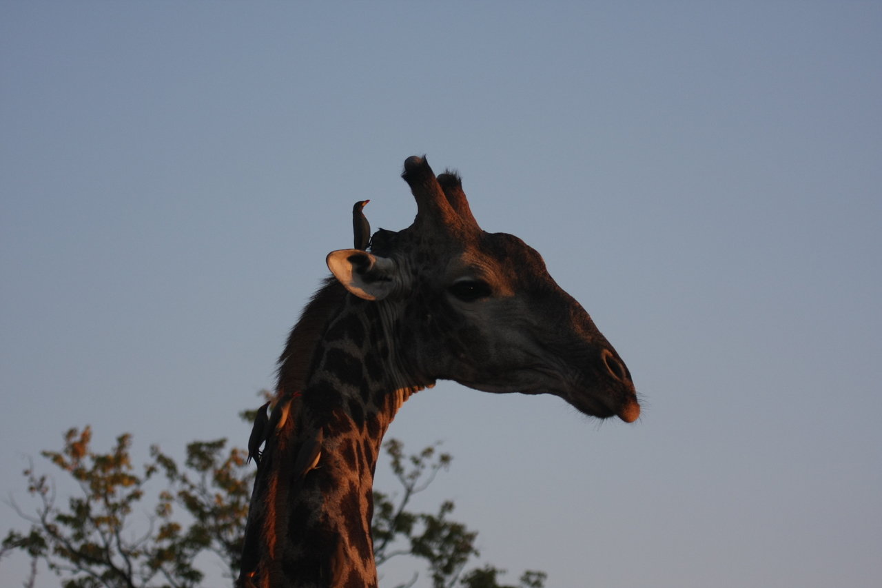 [22428] 2016_06_30_01_20_37_Africa_Canon_EOS_40D_IMG__00335.jpg