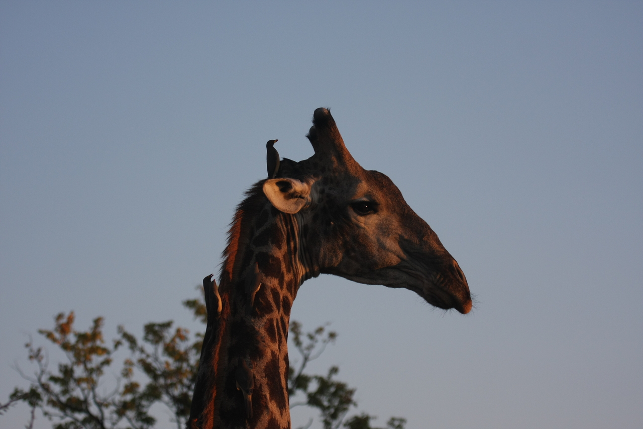 [22429] 2016_06_30_01_20_37_Africa_Canon_EOS_40D_IMG__00446.jpg